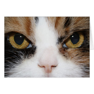 Calico Kattunge Hälsningskort