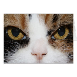 Calico Kattunge Hälsningskort