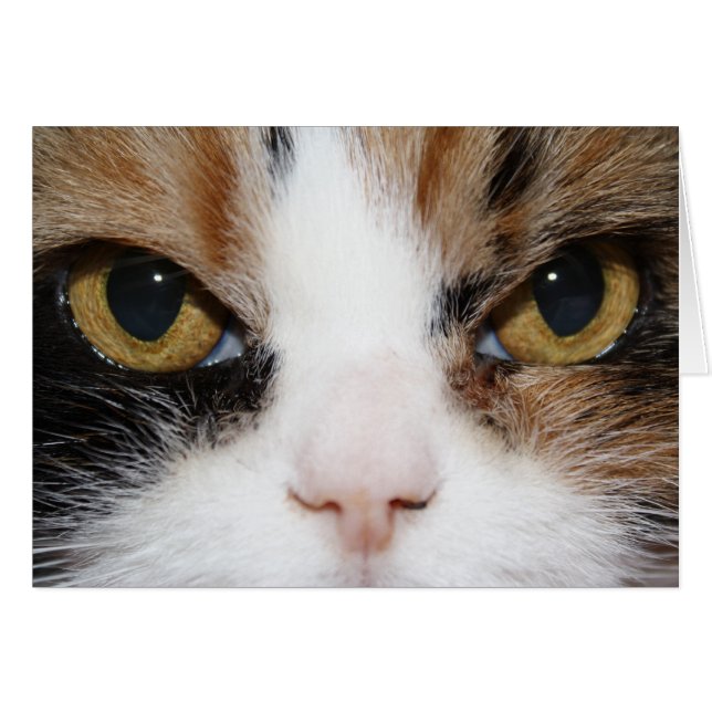 Calico Kattunge Hälsningskort (Framsidan Horizontal)