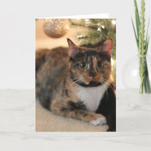 Calico Kattunge under Julgran Helgkort