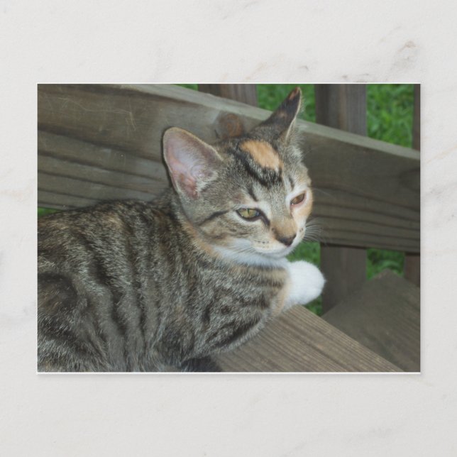 Calico Kitten, 1 Vykort (Framsida)