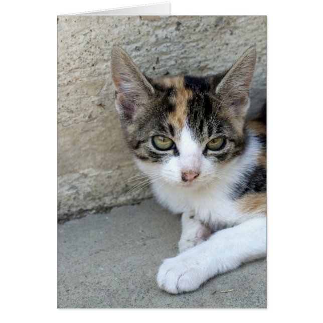 Calico Kitten Hälsningskort (Framsidan)