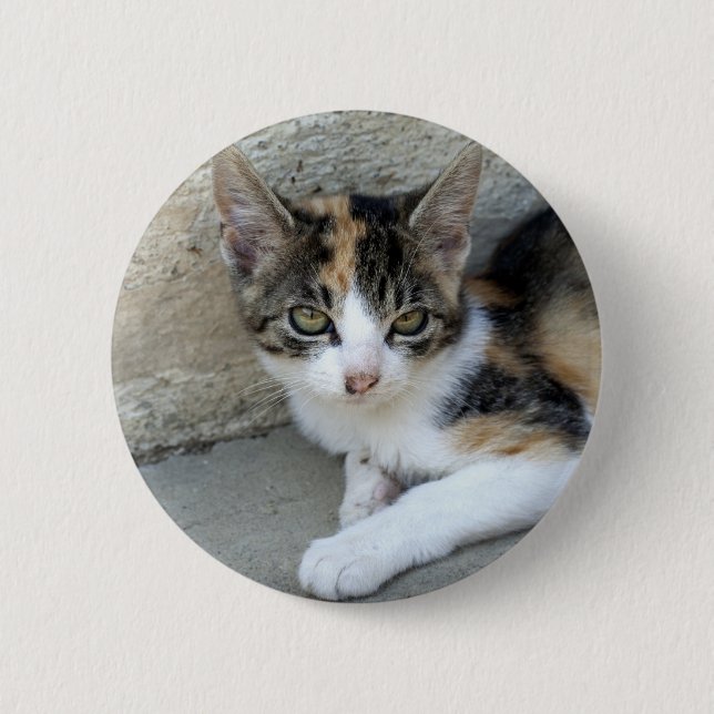 Calico Kitten Knapp (Framsida)