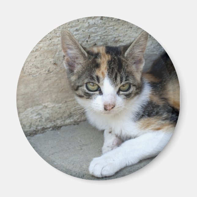 Calico Kitten Magnet (Framsidan)
