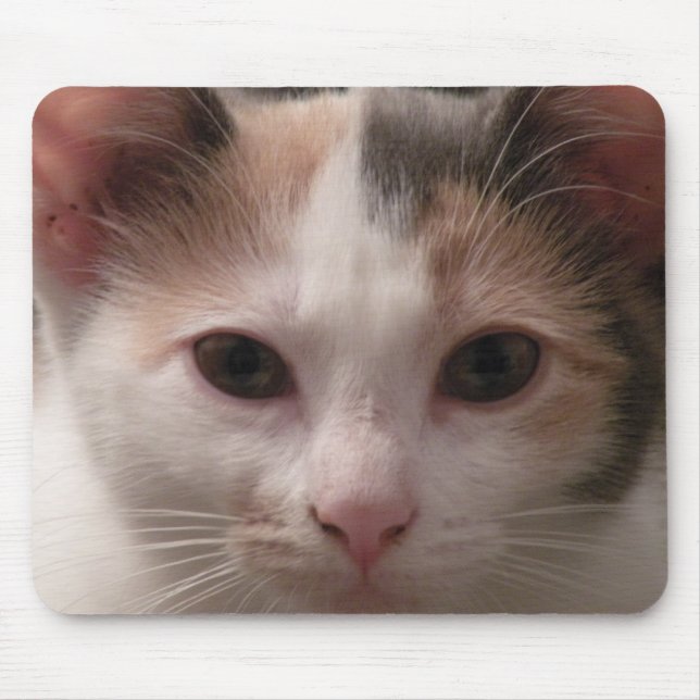 Calico kitten mousepad musmatta (Framsidan)