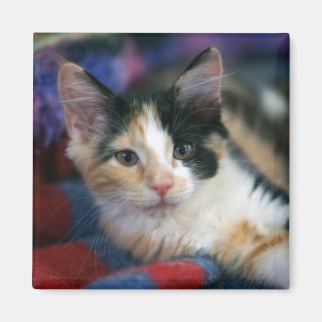 Calico Kitten, Plotting Magnet (Framsidan)