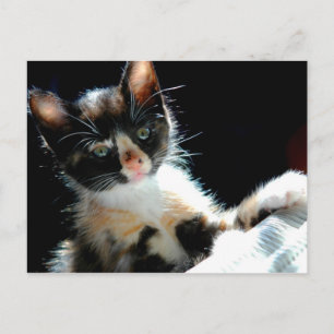 Calico Kitten Postcard Vykort