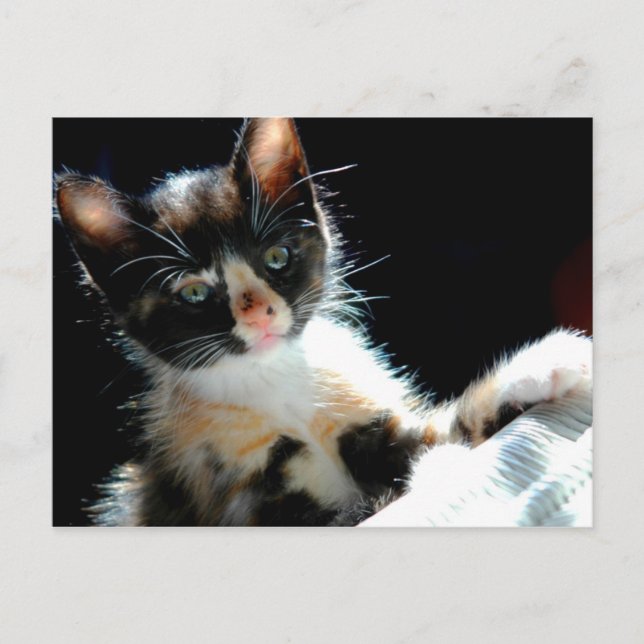 Calico Kitten Postcard Vykort (Framsida)