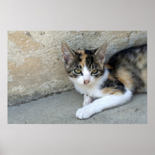 Calico Kitten Poster