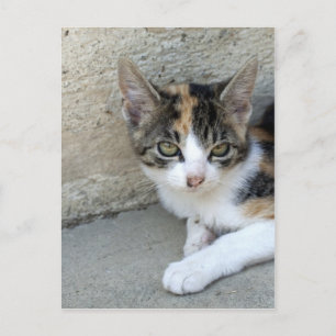 Calico Kitten Vykort