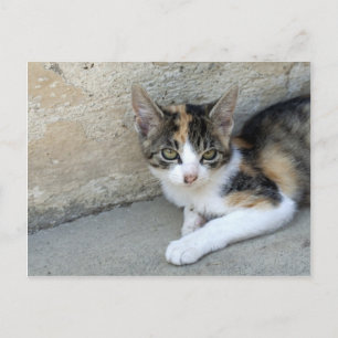 Calico Kitten Vykort