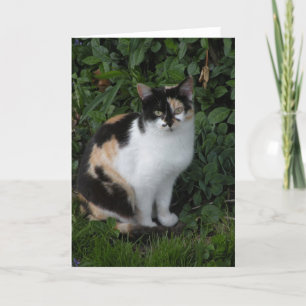 Calico-kort Kort