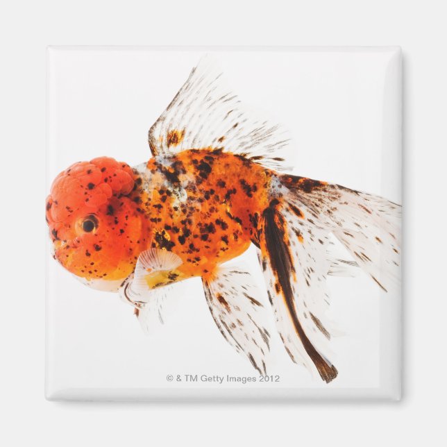 Calico lionhead goldfish (Carassius auratus) Magnet (Framsidan)