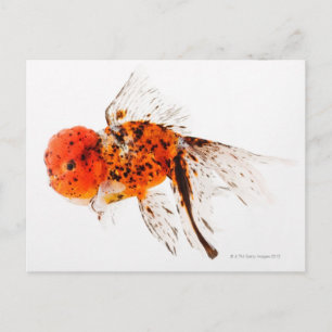Calico lionhead goldfish (Carassius auratus) Vykort