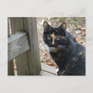Calico on Steeps Vykort