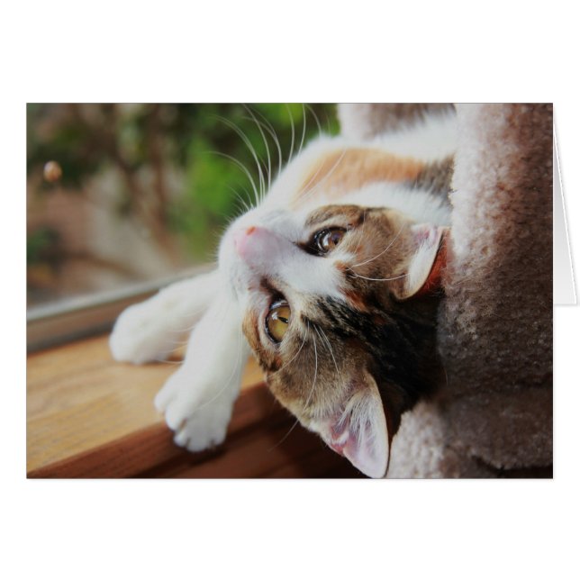 Calico on Windows sill, ädelbara kattunge-sedlar Hälsningskort (Framsidan Horizontal)