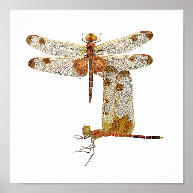 Calico Pennant Dragonfly Art Poster (Framsidan)