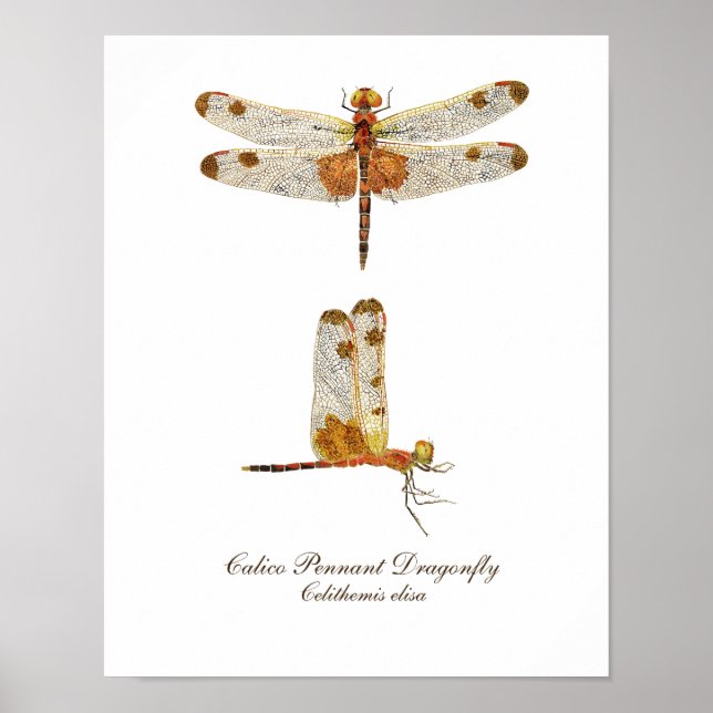 Calico Pennant Dragonfly Art Poster (Framsidan)