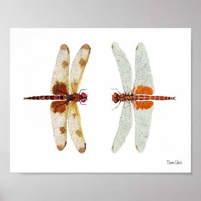 Calico Pennant & Red Saddlebag Dragonflies Poster (Framsidan)