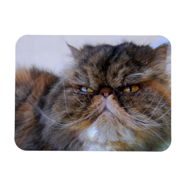 Calico Persian Cat Premium Magnet (Horisontell)