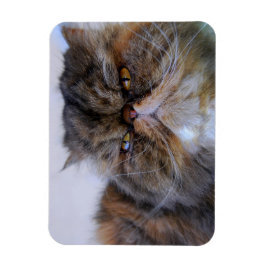 Calico Persian Cat Premium Magnet