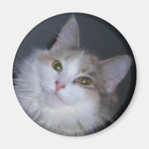 Calico princess magnet