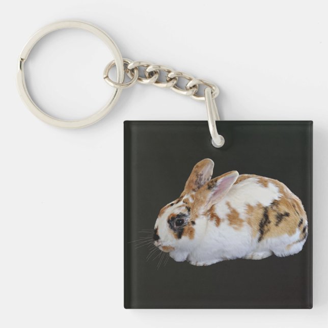 Calico Rabbit (Framsidan)