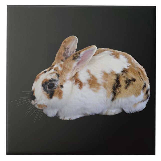 Calico Rabbit Kakelplatta (Framsidan)