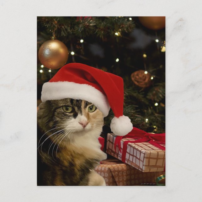 Calico Santa Kitty Postcard Vykort (Framsida)