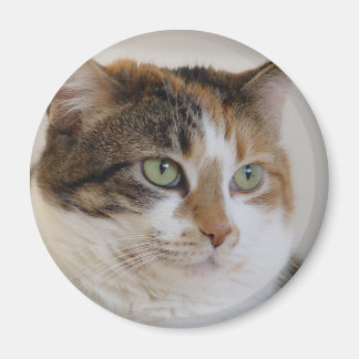 Calico tabby katt ansikte magnet