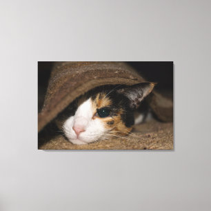 Calico Taco Canvastryck