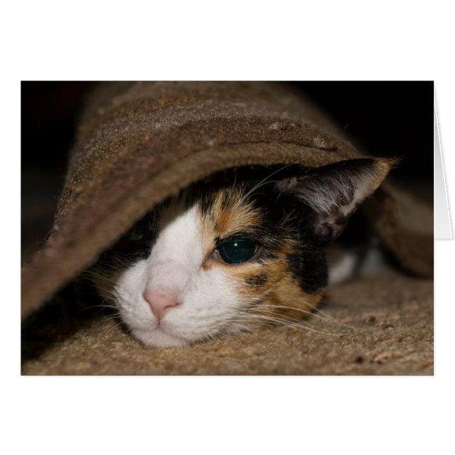 Calico Taco Greeting Card OBS Kort (Framsidan Horizontal)