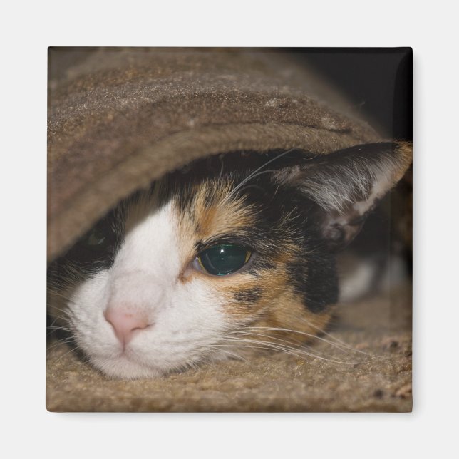 Calico Taco Magnet (Framsidan)