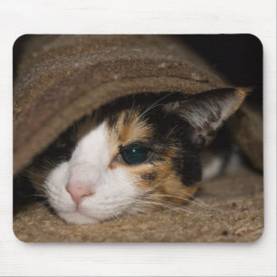 Calico Taco Musmatta