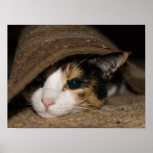 Calico Taco Poster