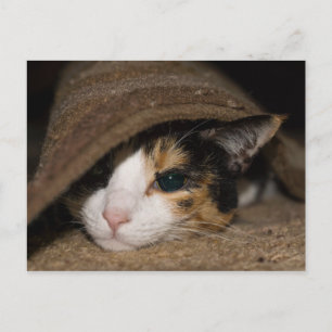 Calico Taco-vykort Vykort