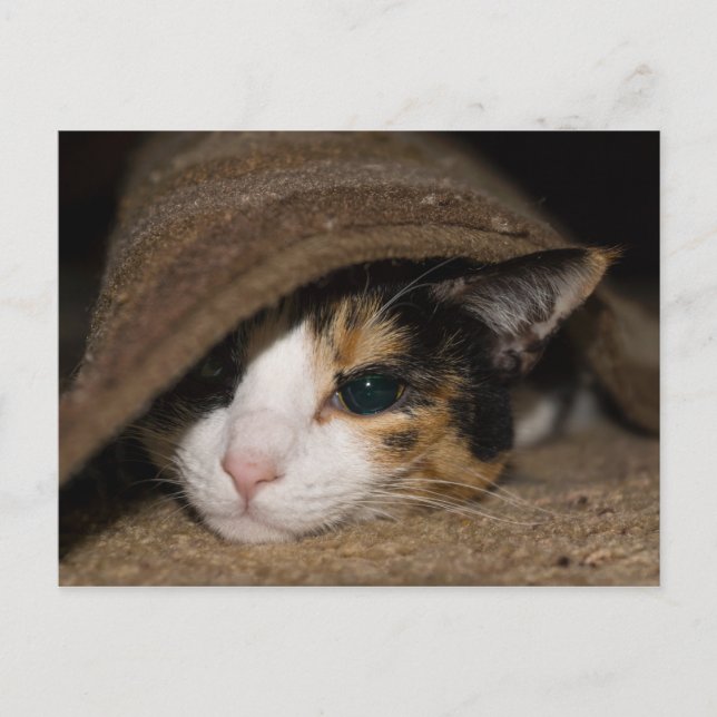Calico Taco-vykort Vykort (Framsida)