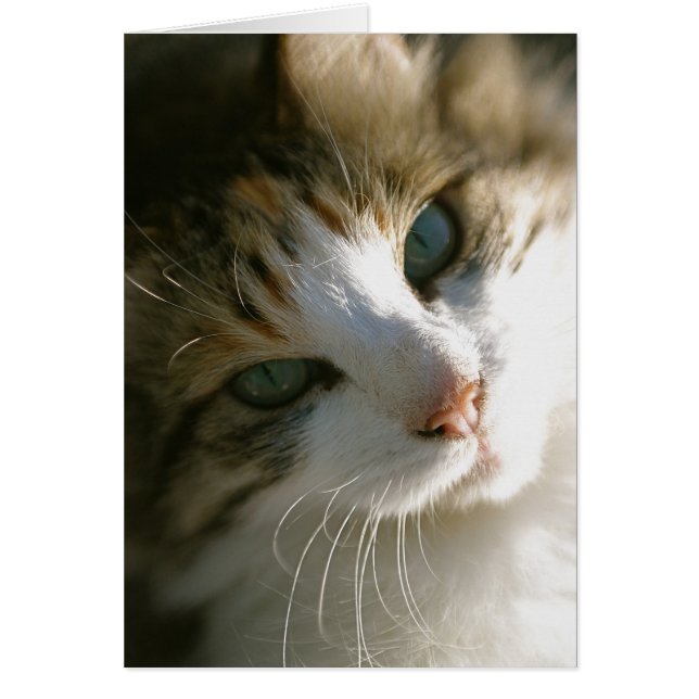 Calico Tiger Cat Hälsningskort (Framsidan)