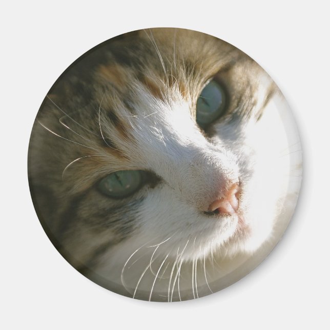 Calico Tiger Cat Magnet (Framsidan)