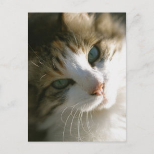Calico Tiger Cat Vykort