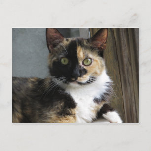 Calico Tortoise Cat Vykort
