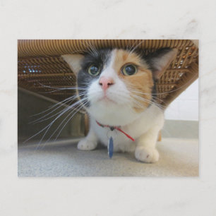 Calico Vykort