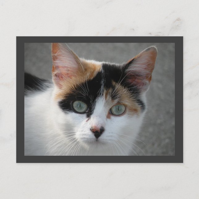 Calico-vykort Vykort (Framsida)