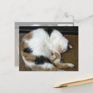Calicokatt som katten klämmer upp på en dörrmatta vykort