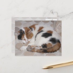 Calicokatt som katten klämmer upp på sängen vykort