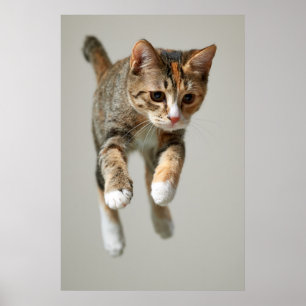 Calicokattbanhoppning Poster