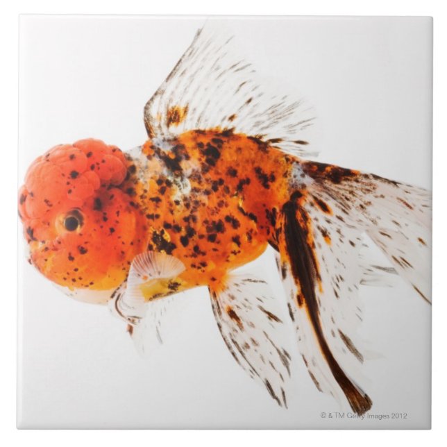 Calicolionheadguldfisk (Carassiusauratusen) Kakelplatta (Framsidan)