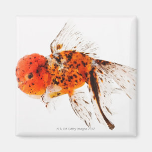 Calicolionheadguldfisk (Carassiusauratusen) Magnet