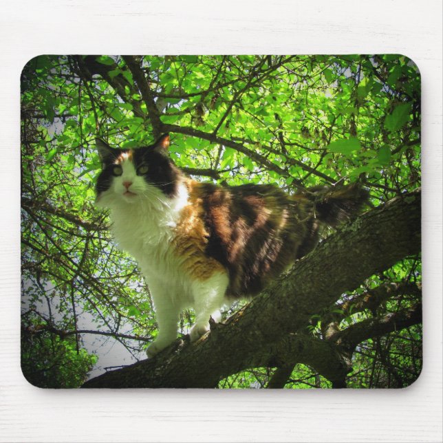 Calicos fågeljägare musmatta (Framsidan)