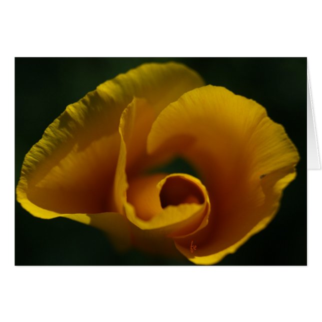 Califonia poppy hälsningskort (Framsidan Horizontal)